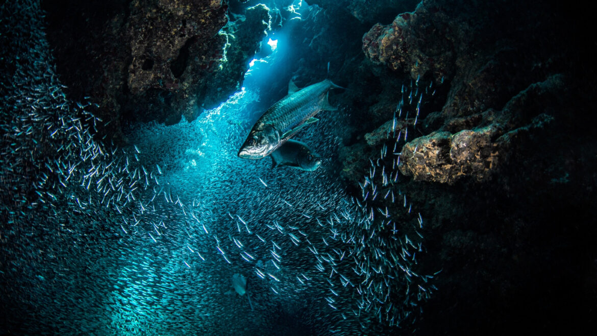 Could The Earth Be Saved By Scraping The Ocean's Deepest Region?